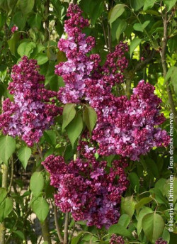 SYRINGA PRINCE WOLKONSKY
