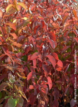 CORNUS alba AUREA