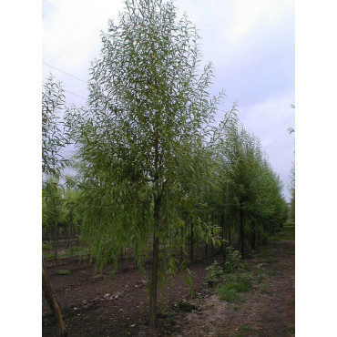 SALIX alba LIEMPDE