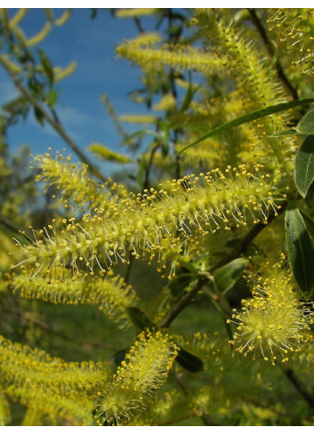 SALIX alba LIEMPDE