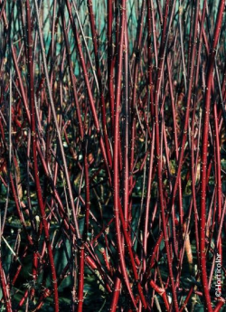 cornouiller-blanc-kesselringii-cornus-alba-kesselringii-2.jpg