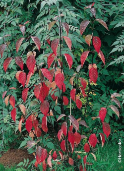cornouiller-blanc-kesselringii-cornus-alba-kesselringii-1.jpg