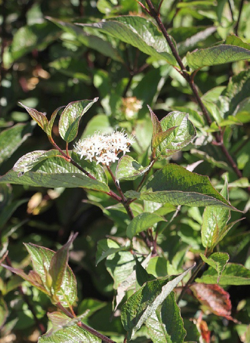 cornouiller-blanc-kesselringii-cornus-alba-kesselringii.jpg