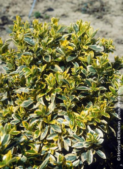 EUONYMUS japonicus BRAVO