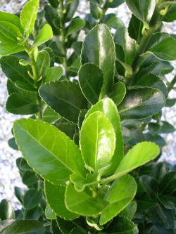 EUONYMUS japonicus