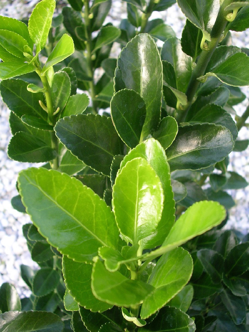 EUONYMUS japonicus