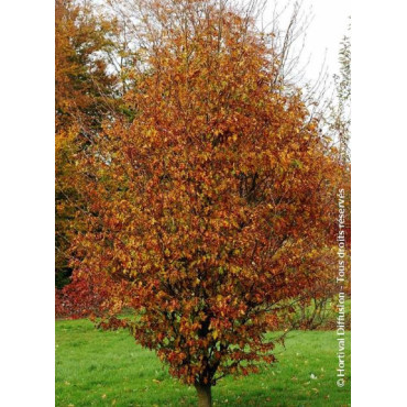 FAGUS sylvatica