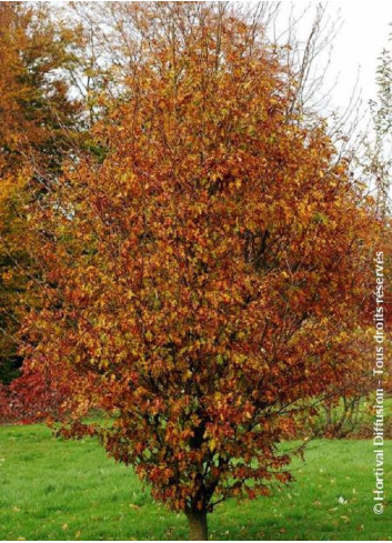 FAGUS sylvatica