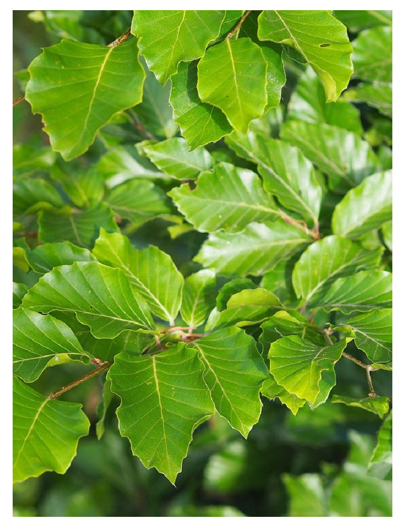 FAGUS sylvatica