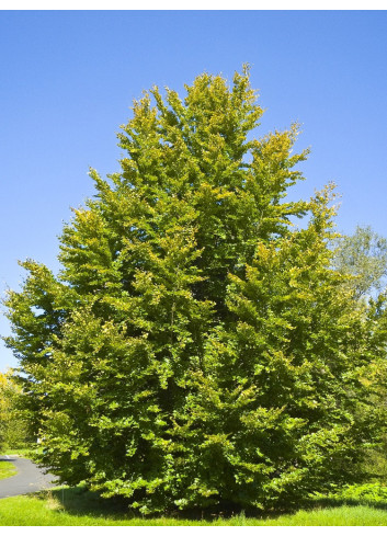 FAGUS sylvatica