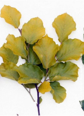 FAGUS sylvatica DAWICK GOLD