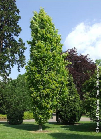 FAGUS sylvatica DAWICK GOLD