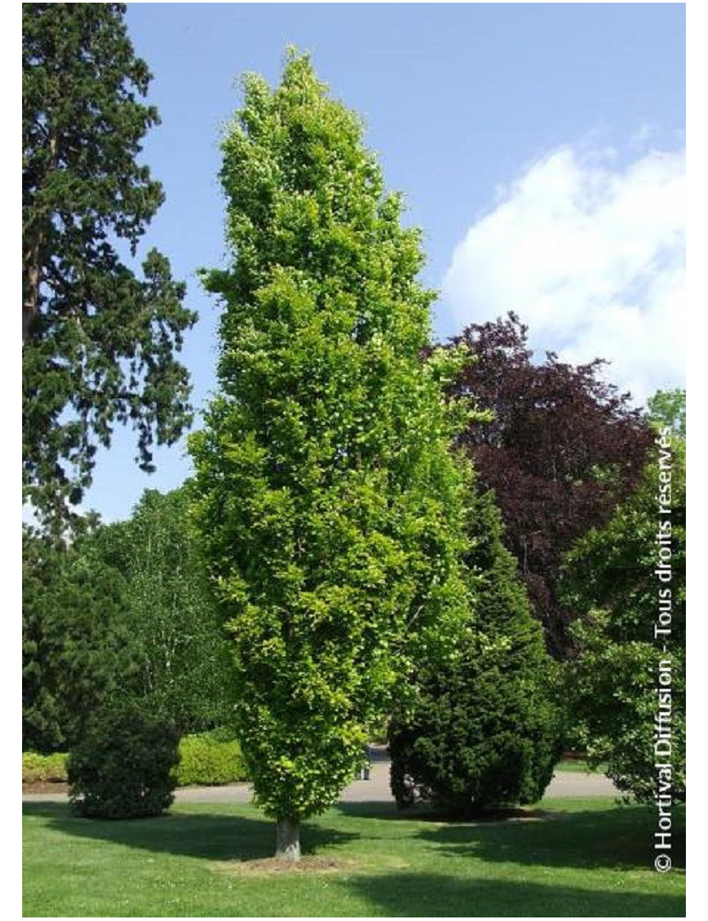 FAGUS sylvatica DAWICK GOLD