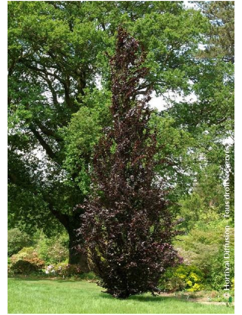 FAGUS sylvatica DAWYCK PURPLE