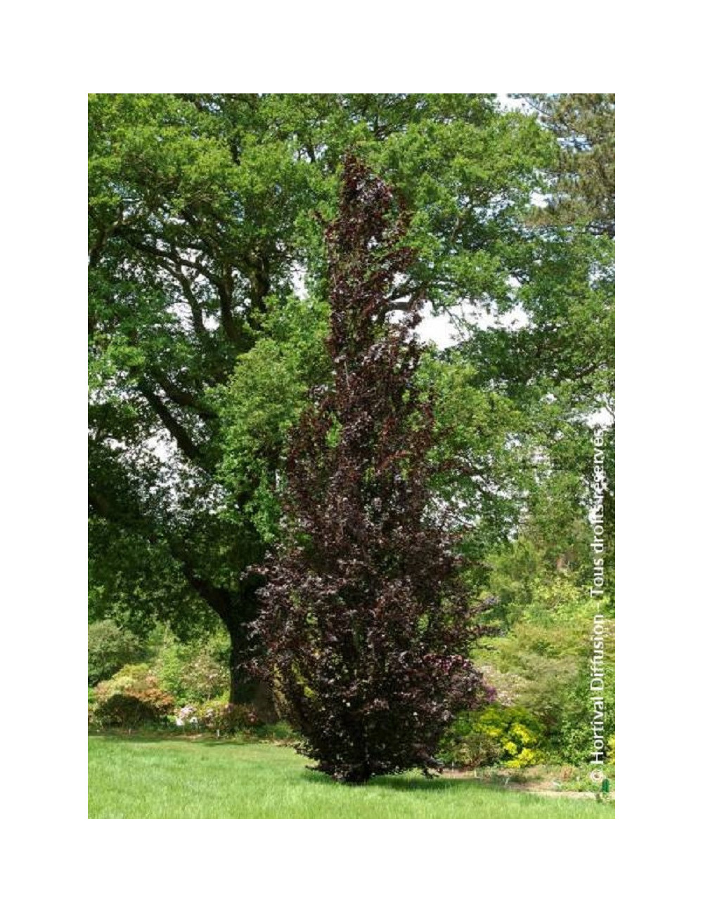 FAGUS sylvatica DAWYCK PURPLE