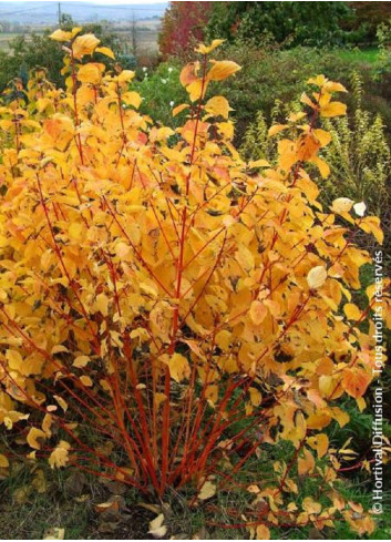 CORNUS sanguinea MAGIC FLAME