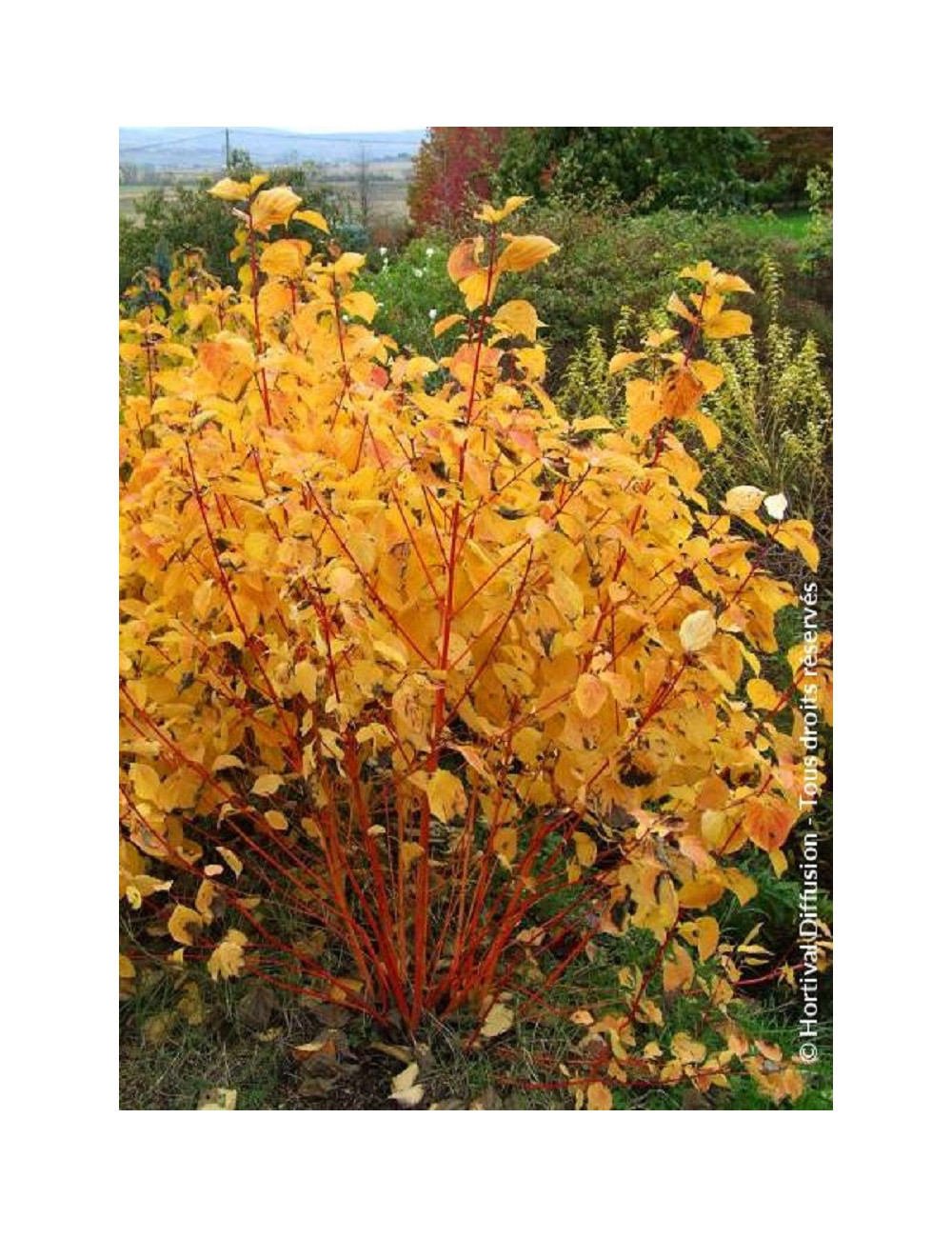 CORNUS sanguinea MAGIC FLAME