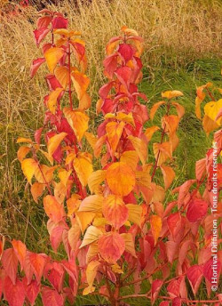 CORNUS sanguinea MAGIC FLAME