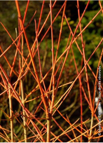 CORNUS sanguinea MAGIC FLAME