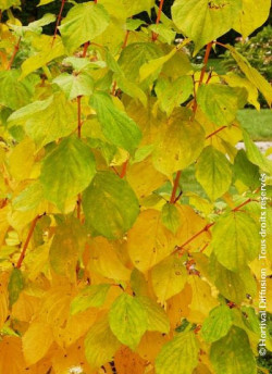 CORNUS sanguinea MAGIC FLAME