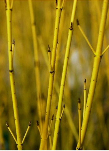 CORNUS sericea FLAVIRAMEA