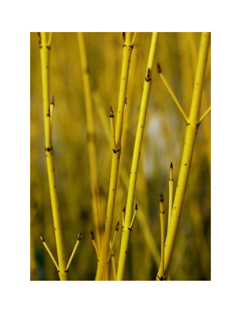 CORNUS sericea FLAVIRAMEA