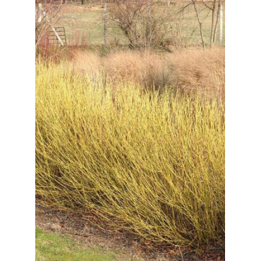 CORNUS sericea FLAVIRAMEA