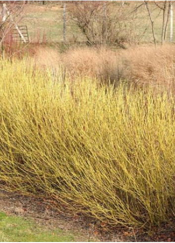 CORNUS sericea FLAVIRAMEA