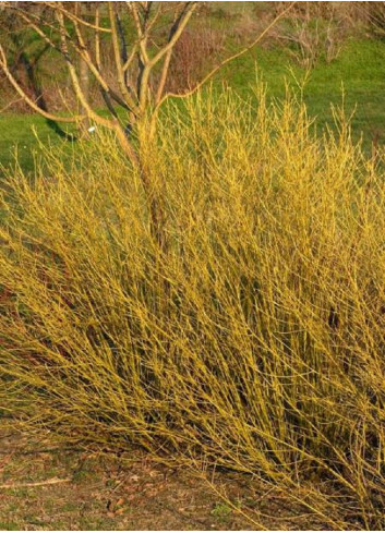 CORNUS sericea FLAVIRAMEA