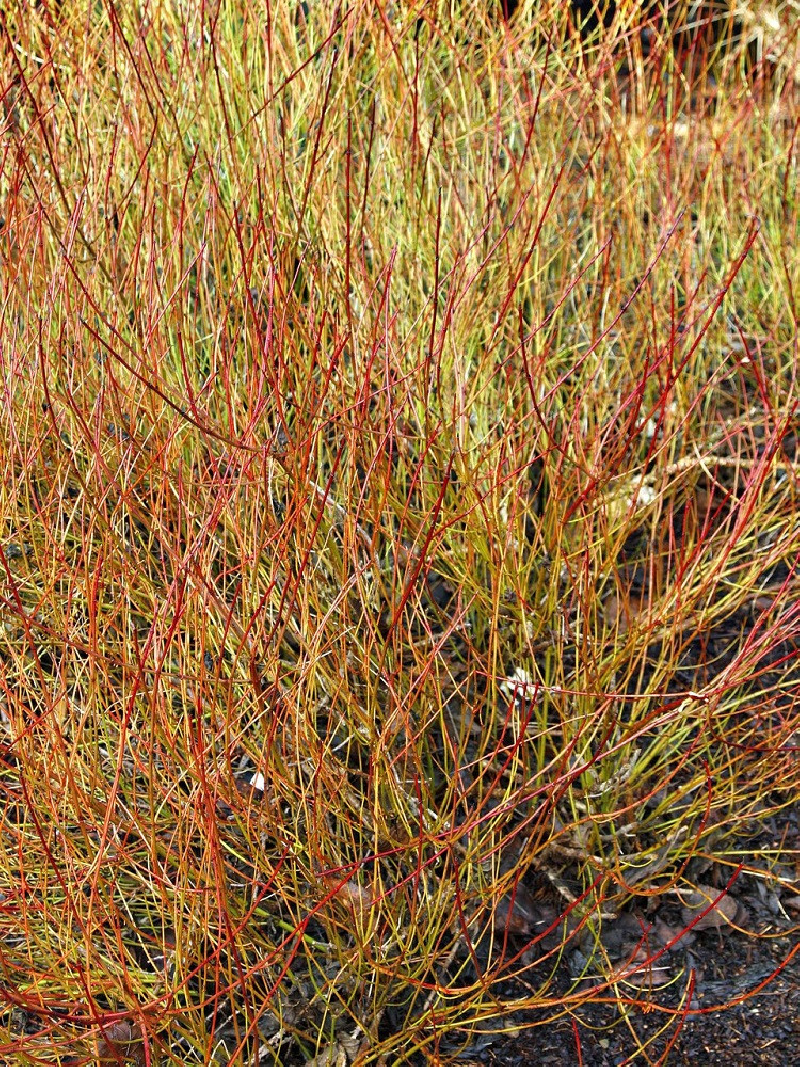 cornouiller-soyeux-kelseyi-cornus-sericea-kelseyi.jpg