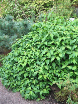 cornouiller-soyeux-kelseyi-cornus-sericea-kelseyi-1.jpg