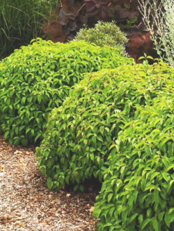 cornouiller-soyeux-kelseyi-cornus-sericea-kelseyi-2.jpg