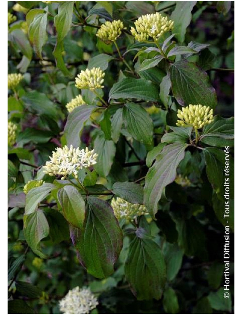 CORNUS sanguinea