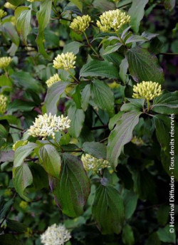 CORNUS sanguinea