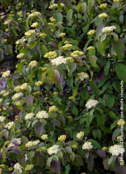 CORNUS sanguinea