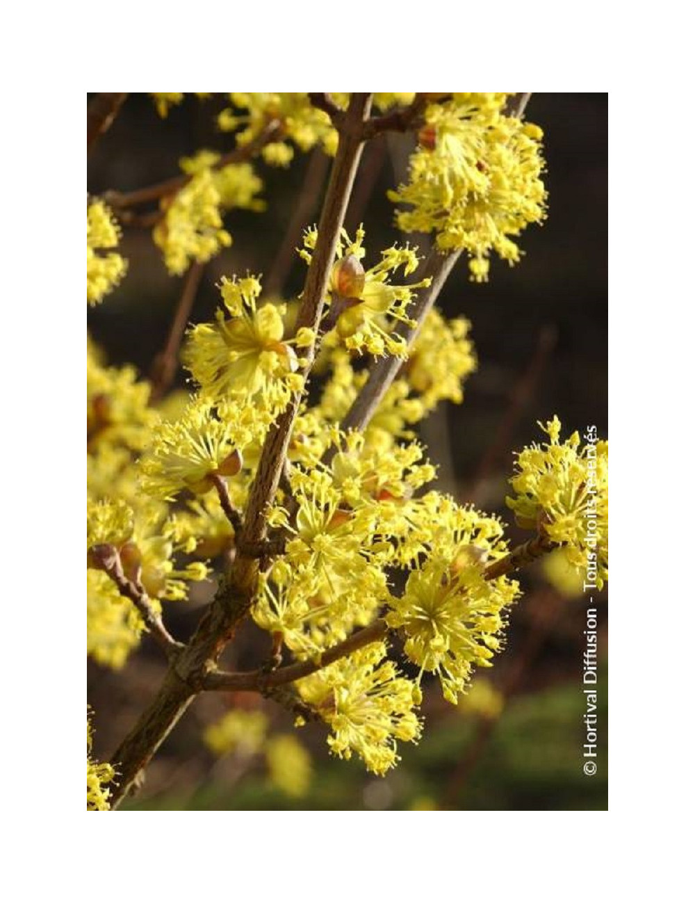 CORNUS officinalis