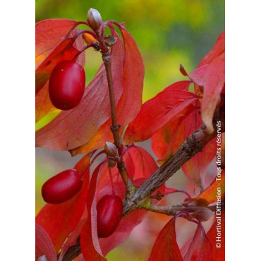 CORNUS officinalis