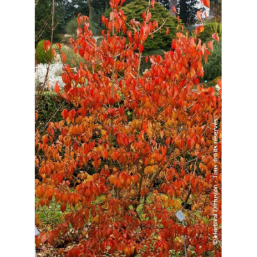 CORNUS officinalis