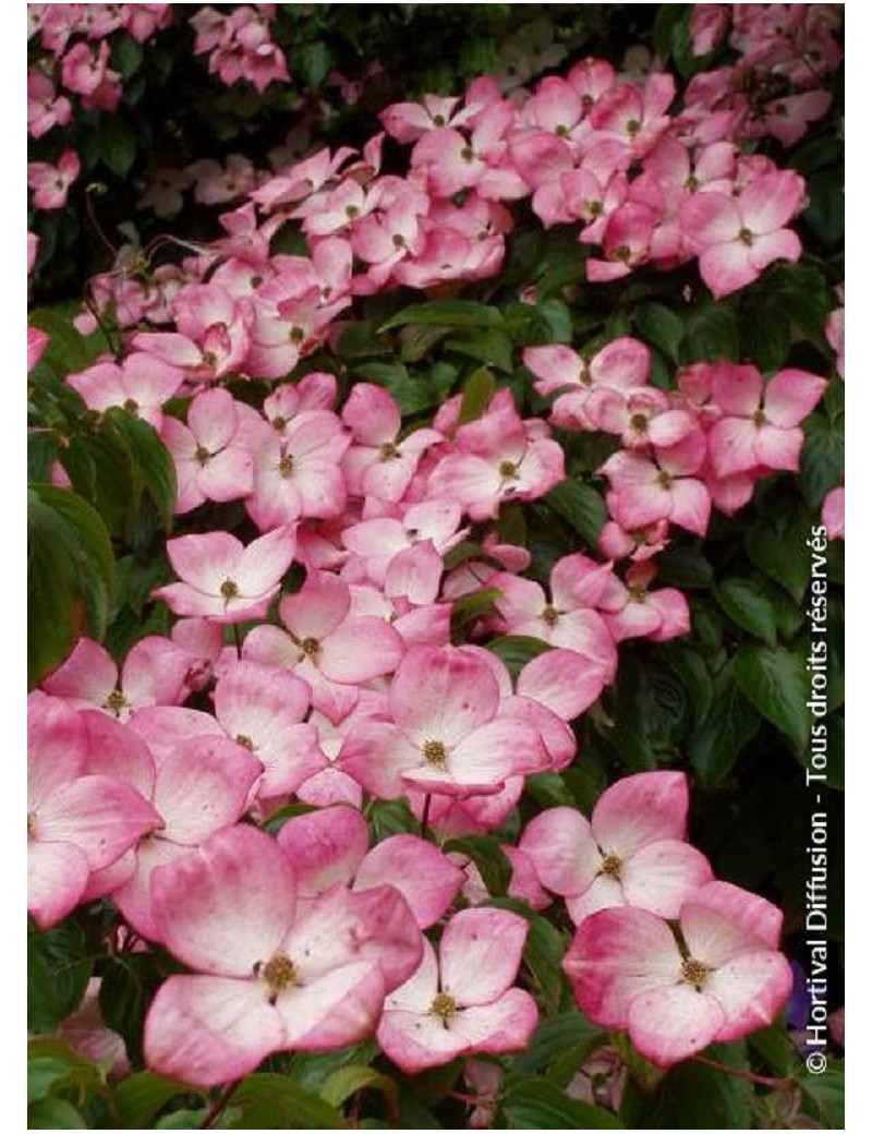 CORNUS kousa SATOMI