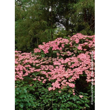 CORNUS kousa SATOMI