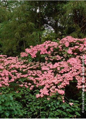 CORNUS kousa SATOMI