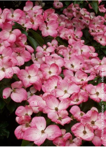 CORNUS kousa SATOMI