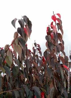 PRUNUS serrulata ROYAL BURGUNDY