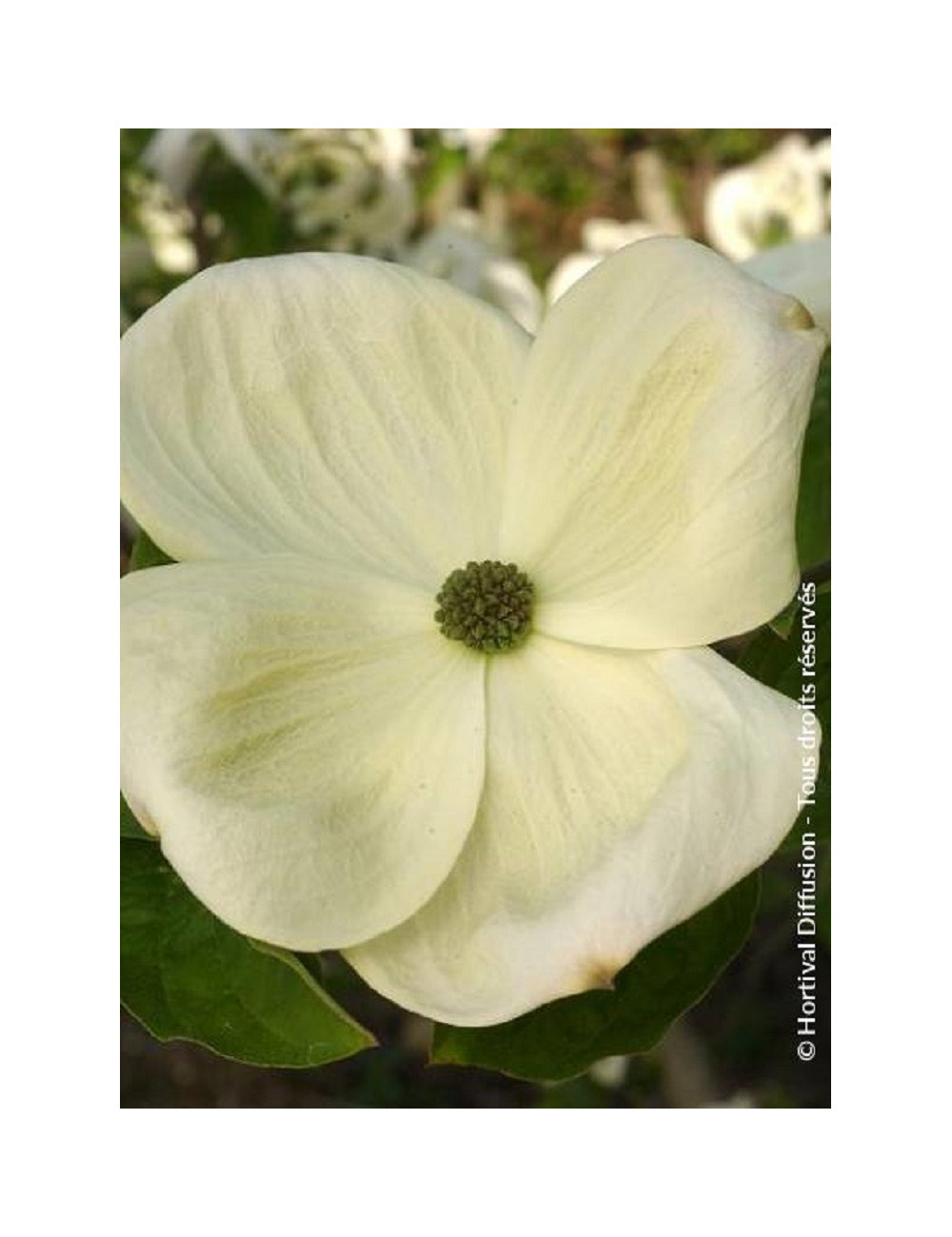 CORNUS EDDIE'S WHITE WONDER