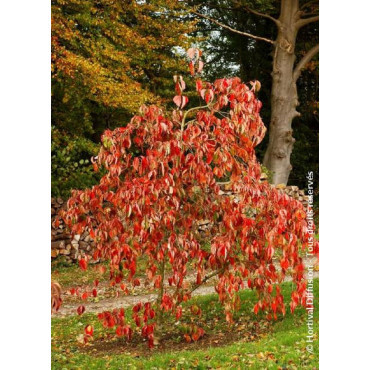 CORNUS EDDIE'S WHITE WONDER