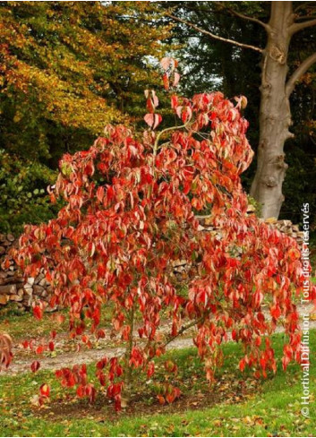 CORNUS EDDIE'S WHITE WONDER