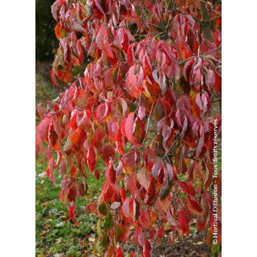 CORNUS EDDIE'S WHITE WONDER