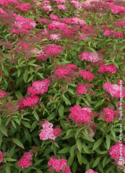 SPIRAEA japonica ANTHONY WATERER
