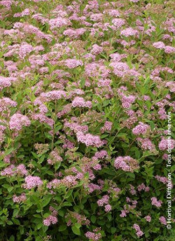SPIRAEA japonica LITTLE PRINCESS