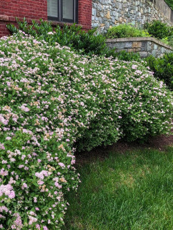 SPIRAEA japonica LITTLE PRINCESS